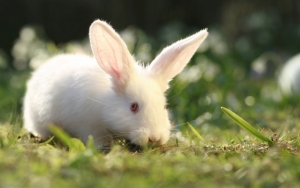 Белый длинноухий кролик