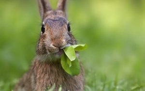 Кролик хомяк :)