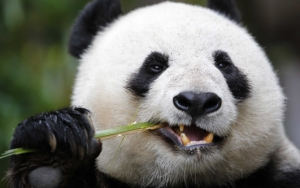 Панда ест бамбук