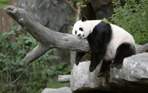 Прикольная панда