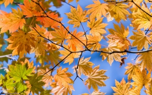 Пожелтевшие листья на дереве