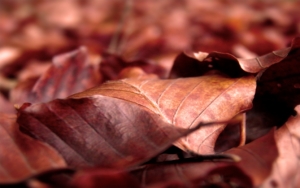 Красные опавшие листья