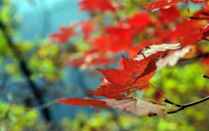 Красные листья