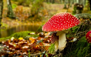 Осенний гриб