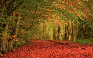 Дорога усыпана листвой