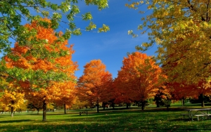 Осенний деревья на зеленой траве