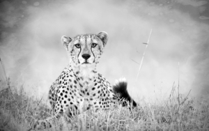 Гепард черно-белое фото