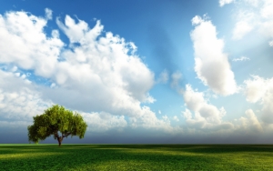 Поле, дерево и облака