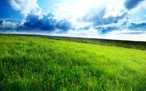Зеленая трава на поле