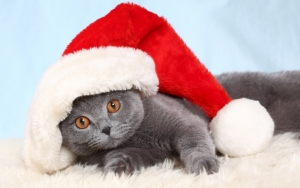 Кот в колпачке