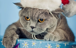 Суровый новогодний кот