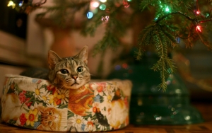 Кот под елкой