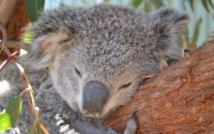 Очаровательная коала