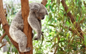 Забавная коала
