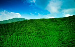 Зеленый холм