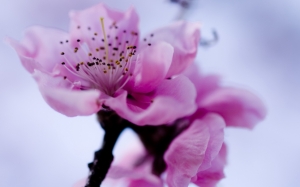 Розовый цветок сакуры