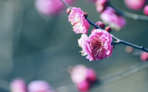 Цветок на ветке сакуры