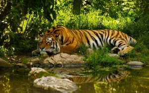 Тигр у воды
