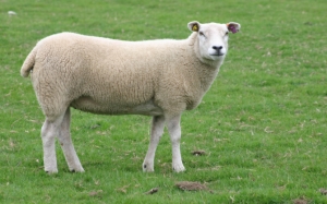 Подстриженная овца