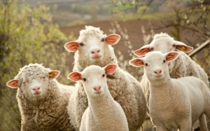 Любопытные овцы