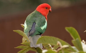 Австралийский попугай