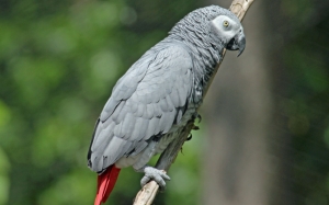 Серый попугай