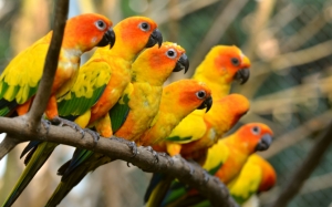 Стая попугайчиков