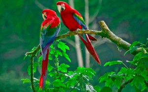 Два красивых попугая
