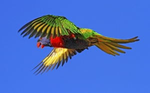 Попугай в полете