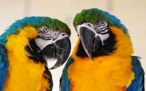 Два больших попугая
