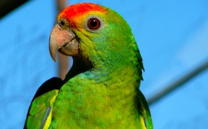 Любопытный попугай