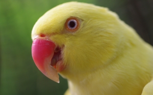 Желтый попугайчик