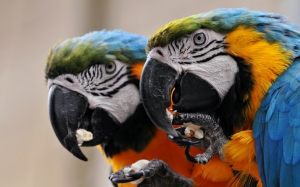 Два попугая Ара