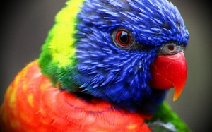 Яркий попугай