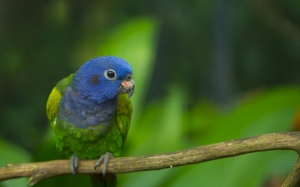 Сине-зеленый попугай