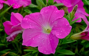 Розовый цветок петунии