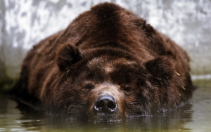 Большой бурый медведь