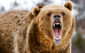 Злой медведь