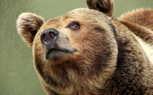 Голова большого медведя