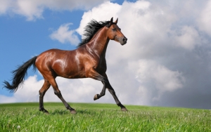 Красивая лошадь