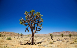 Дерево в пустыне